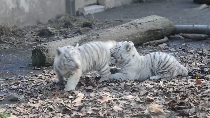 【伊豆アニマルキングダム】ホワイトタイガーの赤ちゃんが可愛すぎる！のサムネイル画像