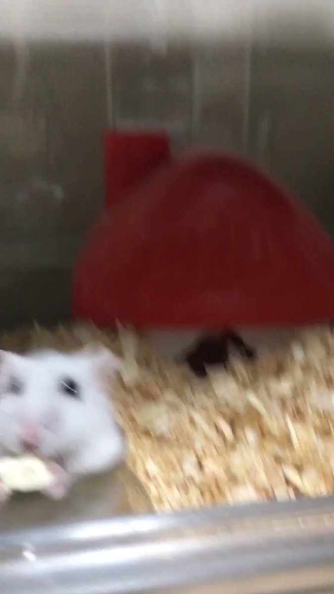 「おい、なんだそのステップは」おやつに大喜びのハムスターの可愛いダンス！のサムネイル画像