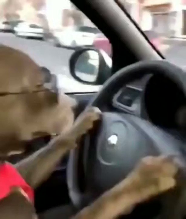 place where dogs shouldn‘t be on Twitter "https//t.co/uxHViU1Xs1