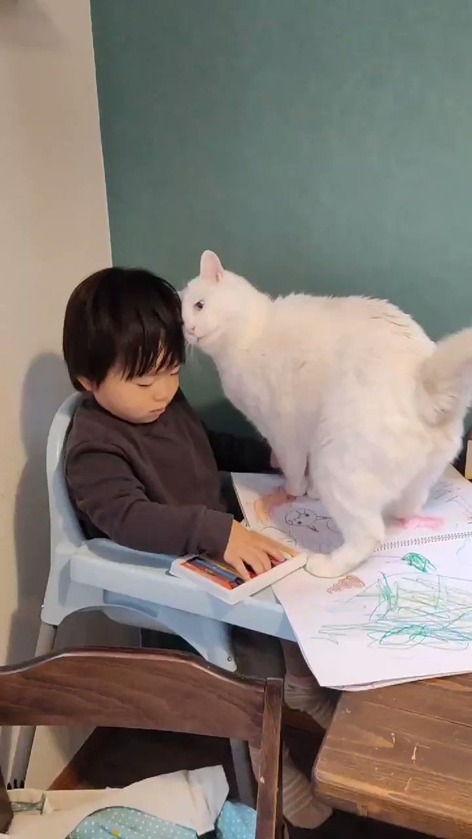 息子VS猫！！お絵描きしたいのと撫でてもらいたい気持ちが交差する！！