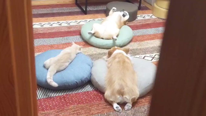 コーギーを生贄におやつを召喚？犬と猫の怪しい儀式が怖すぎる！？のサムネイル画像