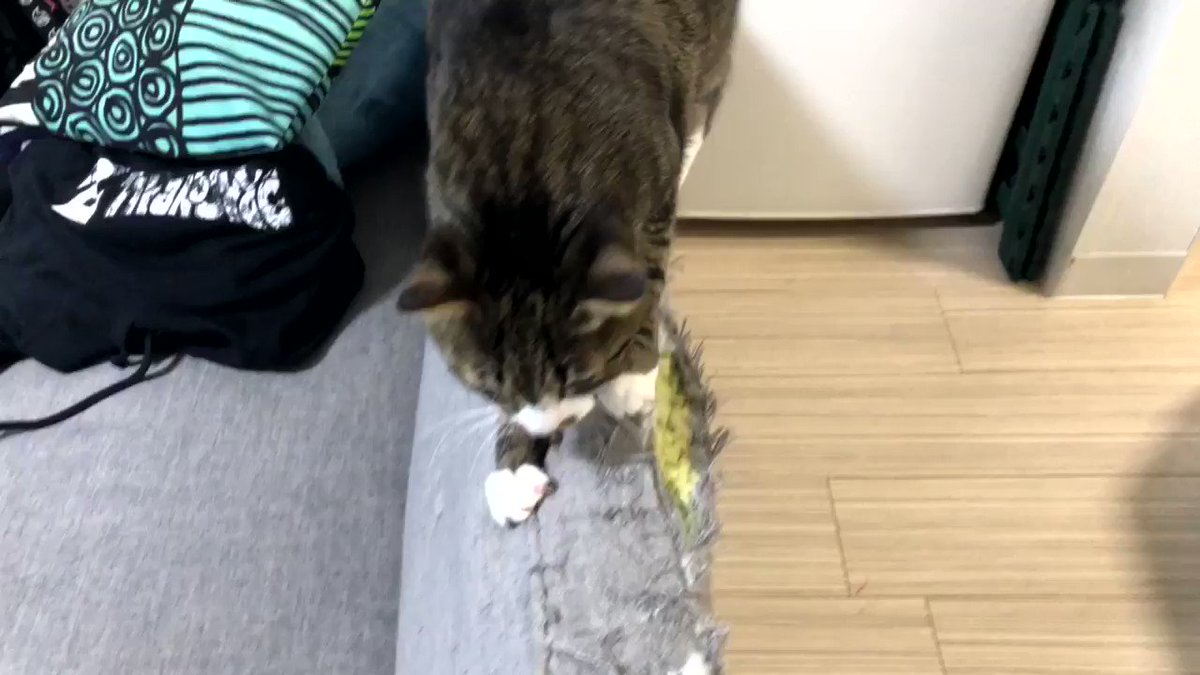 任天堂 - ＊ねこまる＊ ねこのせんぷうき すずまる 扇風機 猫型扇風機 扇風機少年 涼介