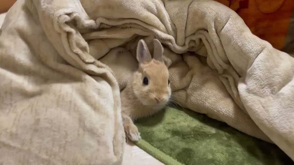 こたつの魅力を知ってしまったウサギ こうここから出られない 話題の画像プラス こたつの魅力を知ってしまったウサギ こうここから出られない 話題の画像プラス