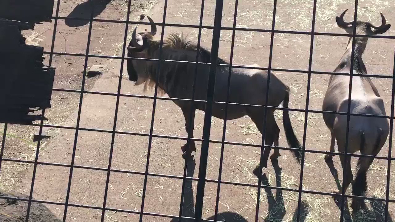 Zooライダー ヌーという名前は ヌー という鳴き声に由来すると聞きます この鳴き声 皆さんにはどう聞こえますか ぜひ音声オンでお楽しみください オグロヌー 伊豆アニマルキングダム T Co 13asevle4g Twitter Zooライダー ヌーという名前は ヌー という鳴き声に由来すると聞きます この鳴き声 皆さんにはどう聞こえますか ぜひ音声オンでお楽しみください オグロヌー 伊豆アニマルキングダム T Co 13asevle4g Twitter