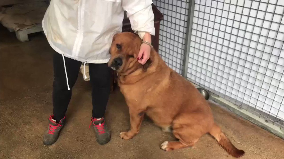 Enpa Sezione Di Carini Cani Grandi Dal Cuore Grande Willy 11 Anni Cerca Casa Info Carini Enpa Org Enpa Cercacasa Adozione Rescuedog Cani Protezioneanimali Dogsoftwitter T Co Hfxbnku7mo