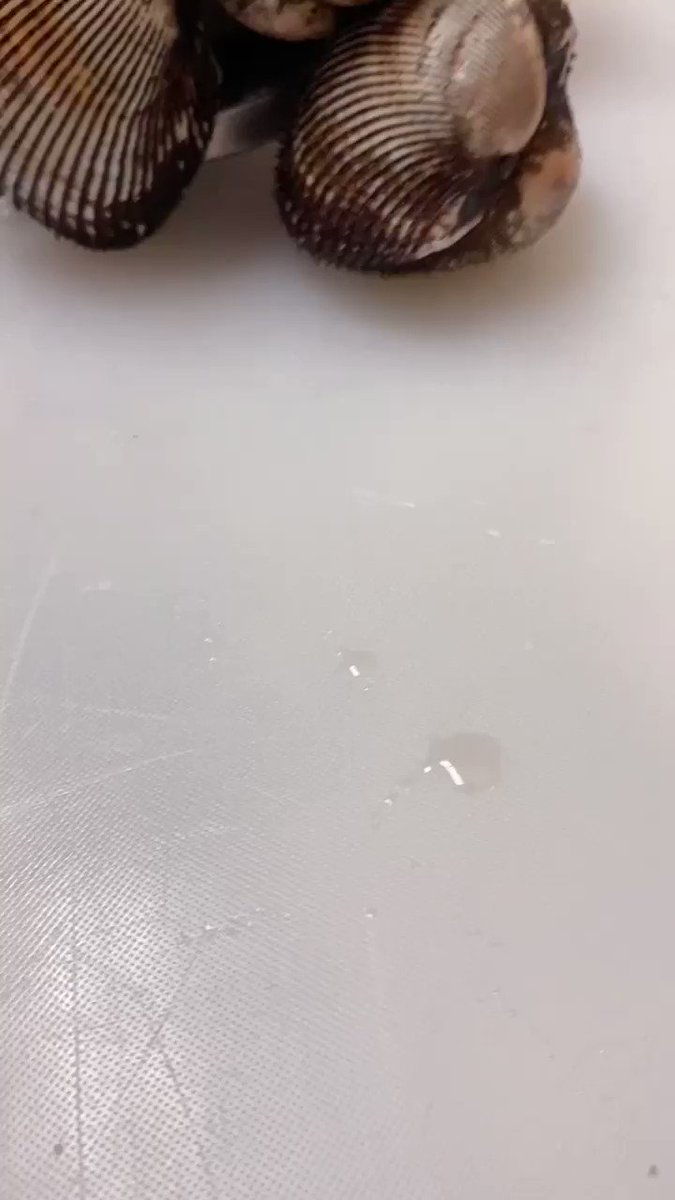 凡士林on Twitter 血蛤 赤貝 個小卻很有料 大廚刀法俐落去殼剝肉 手法靈巧立馬做出握壽司 鮮甜肉肥品嚐入口 讚啦 凡士林on Twitter 血蛤 赤貝 個小卻很有料 大廚刀法俐落去殼剝肉 手法靈巧立馬做出握壽司 鮮甜肉肥品嚐入口 讚啦