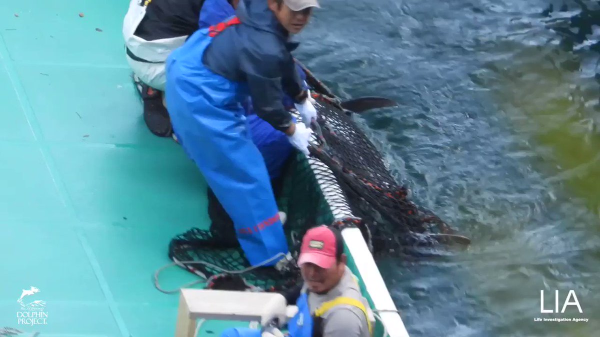 On Dec. 13 2020, a pod of melon-headed whales was driven into the cove in Taiji, Japan, and the entire pod was slaughtered. Don't let their lives be forgotten. Take action: https://t.co/BkupXmhEip
#DolphinProject #LifeInvestigationAgency https://t.co/uRmZWrJX9Y