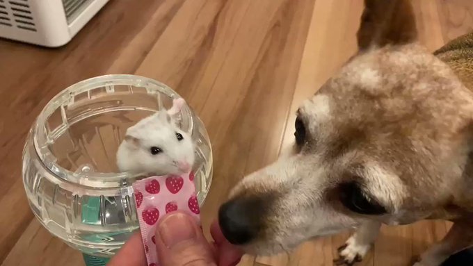 【動画】ハムスターからちゅ～るを横取りする犬のサムネイル画像