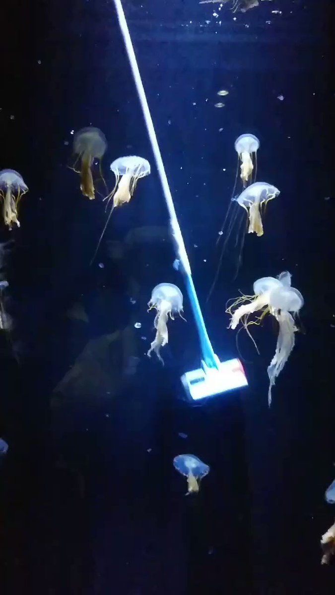 加茂水族館 X クラゲ Hotワード 加茂水族館 X クラゲ Hotワード