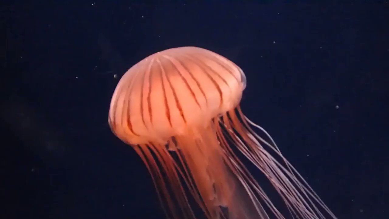 葛西臨海水族園［公式］ on X: 