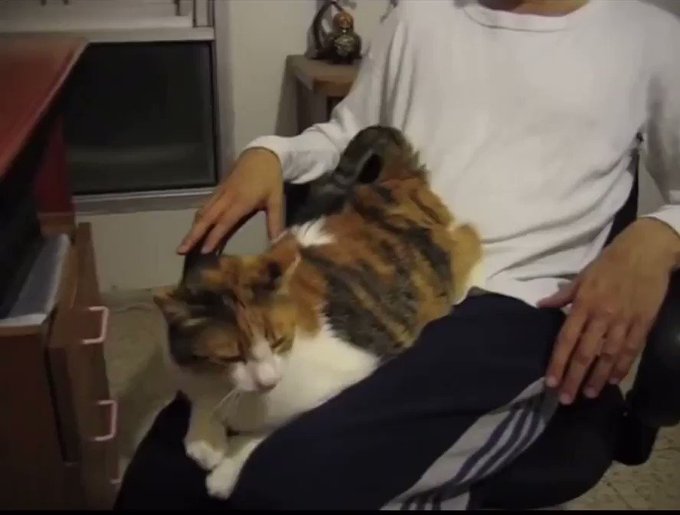 【アニマル・ビデオ】お尻ペンペン大好き！強く叩かないと怒り出す猫のサムネイル画像