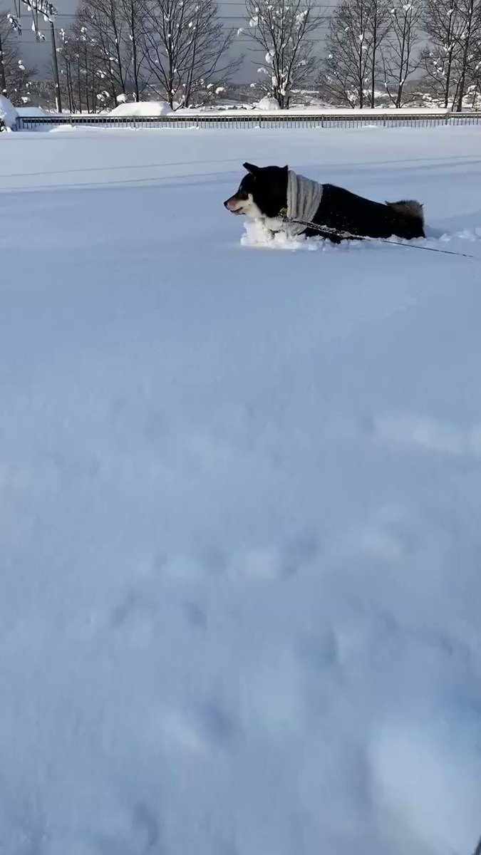 飼い主が帰ろうとしても 吹雪の中 帰りたくない柴犬 年12月24日 ウーマンエキサイト 1 2