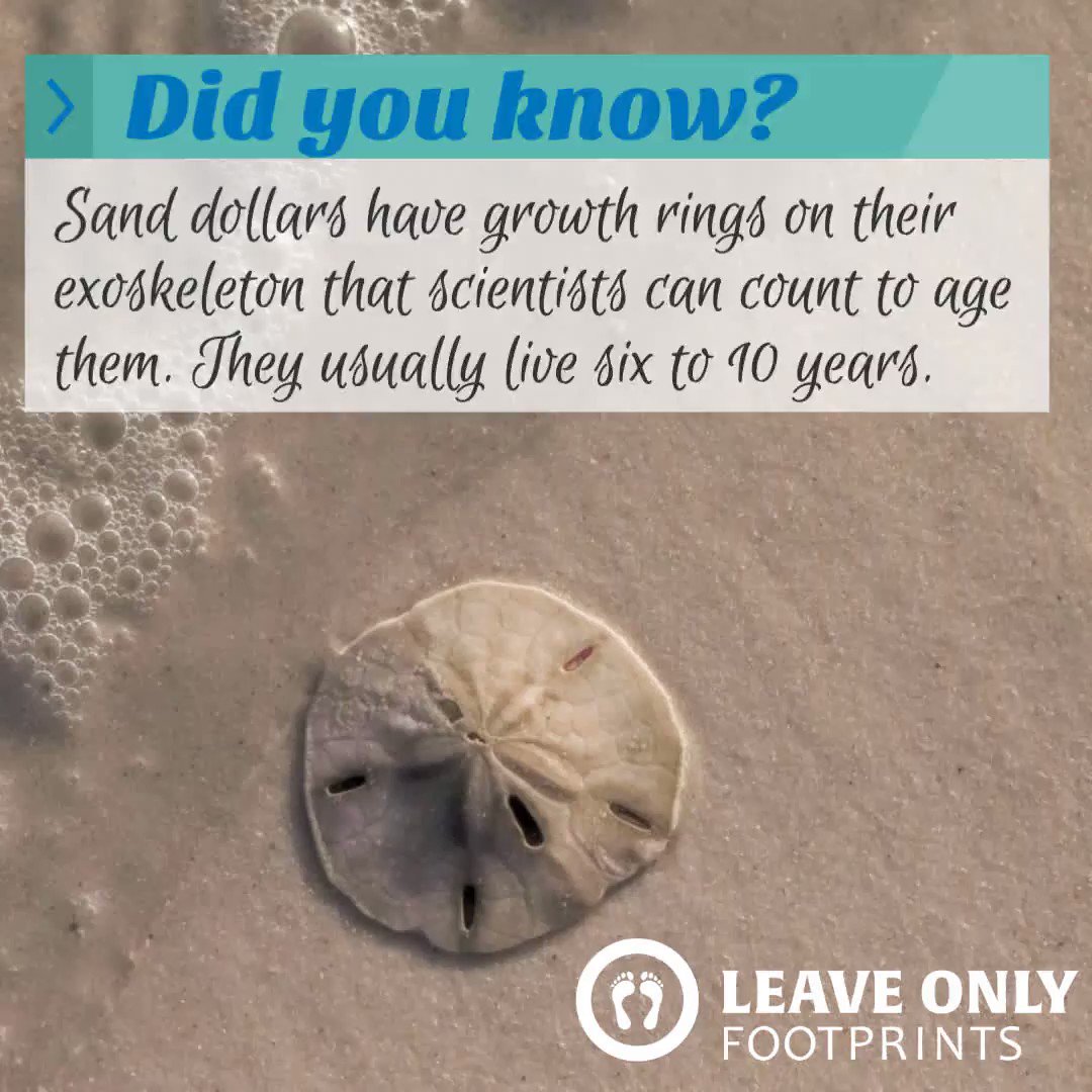What Do Sand Dollars Eat? Everything You Need to Know - A-Z Animals