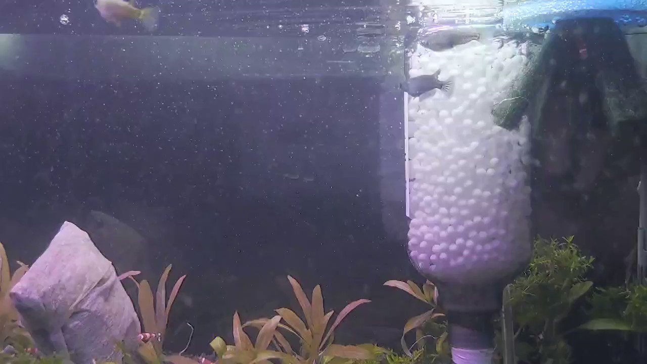 流動フィルター Twitter Search Twitter