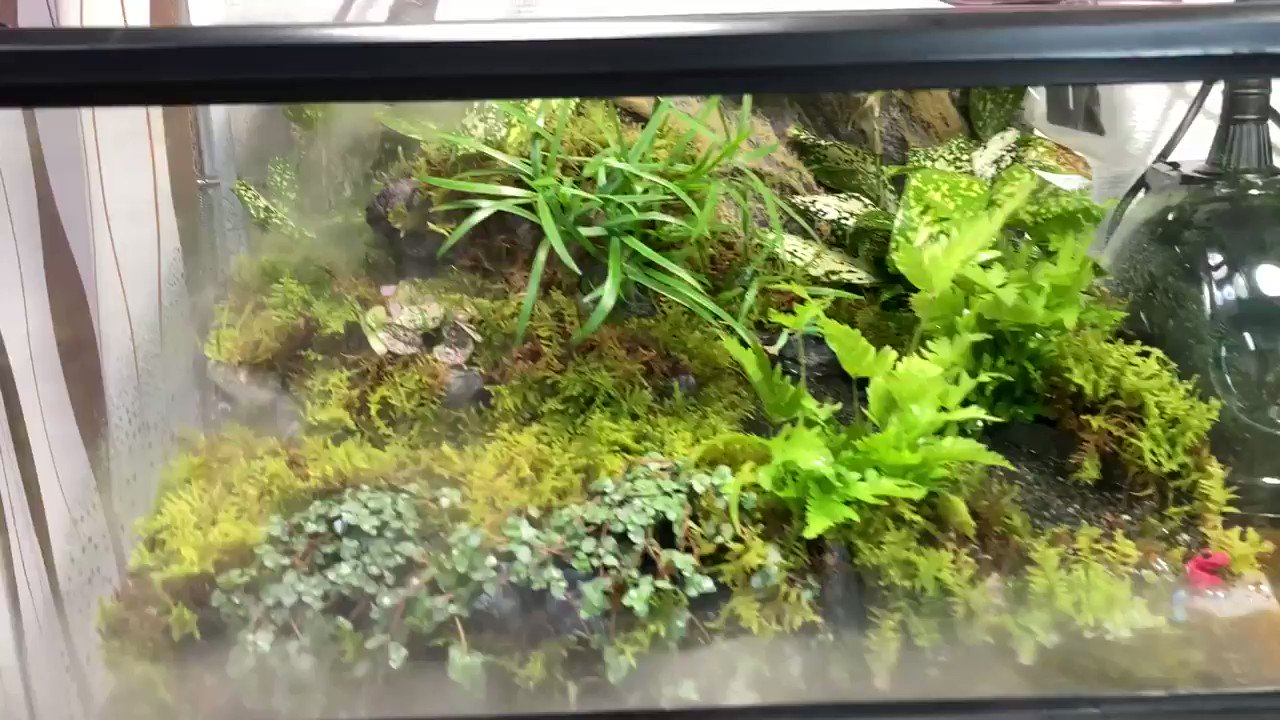 杜のメダカ on X: 