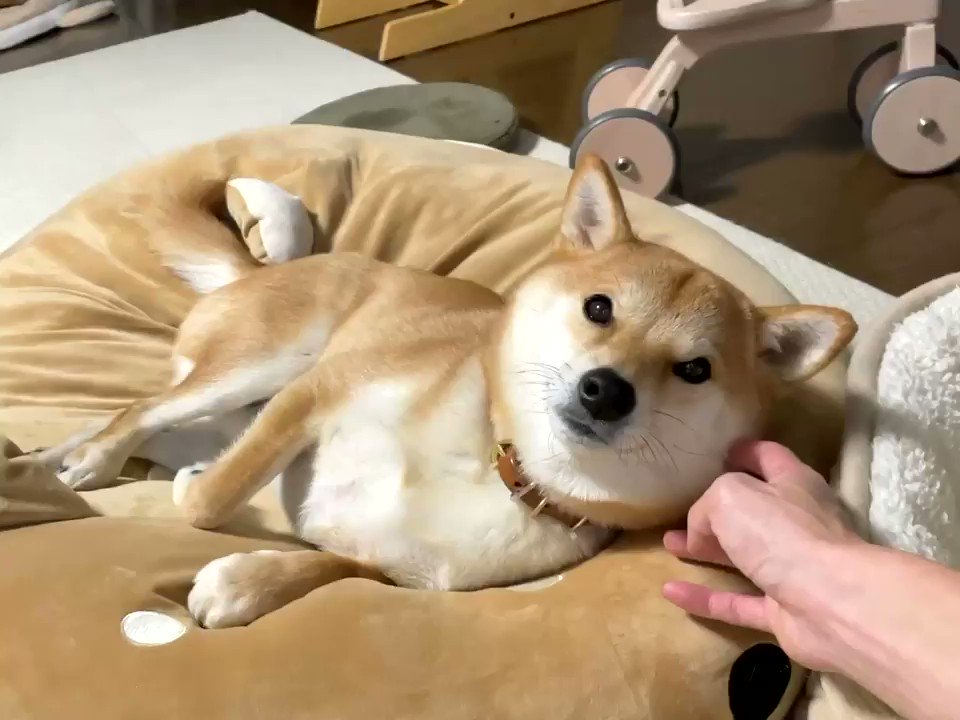 新年を迎える前に身だしなみを整えられる柴犬さんの動画がずっと見ていられる なぜかおしりらへんの毛がのびる Togetter 新年を迎える前に身だしなみを整えられる柴犬さんの動画がずっと見ていられる なぜかおしりらへんの毛がのびる Togetter