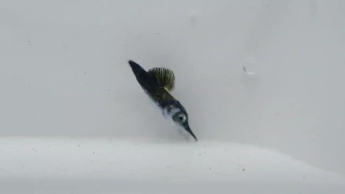 鈴木香里武 Karibu Suzuki 子供の頃から憧れて ずっと探し求めていた バショウカジキ の赤ちゃん 今年遂に房総の漁港で出会うことができました なんと全長1 8cmという小ささの稚魚 成長すると3 5mもの巨体で魚類最速を誇るスピードスターにも 鈴木香里武 Karibu Suzuki 子供の頃から憧れて ずっと探し求めていた バショウカジキ の赤ちゃん 今年遂に房総の漁港で出会うことができました なんと全長1 8cmという小ささの稚魚 成長すると3 5mもの巨体で魚類最速を誇るスピードスターにも