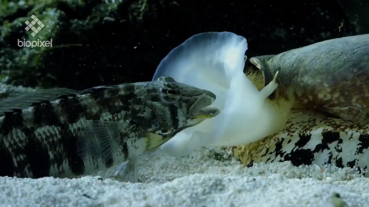 Massimo on Twitter "The geographus cone snail can harpoon a prey with
