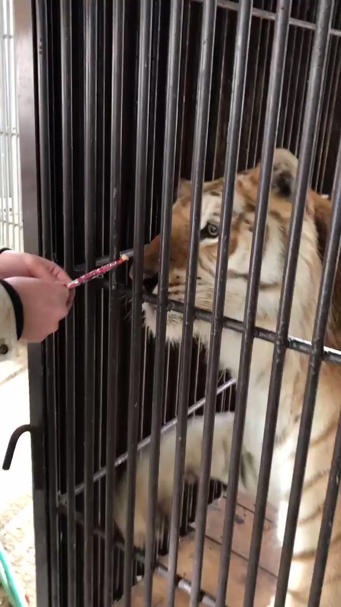 【那須サファリパーク】トラのボルタ、初めてのちゅ～るに大苦戦！？のサムネイル画像