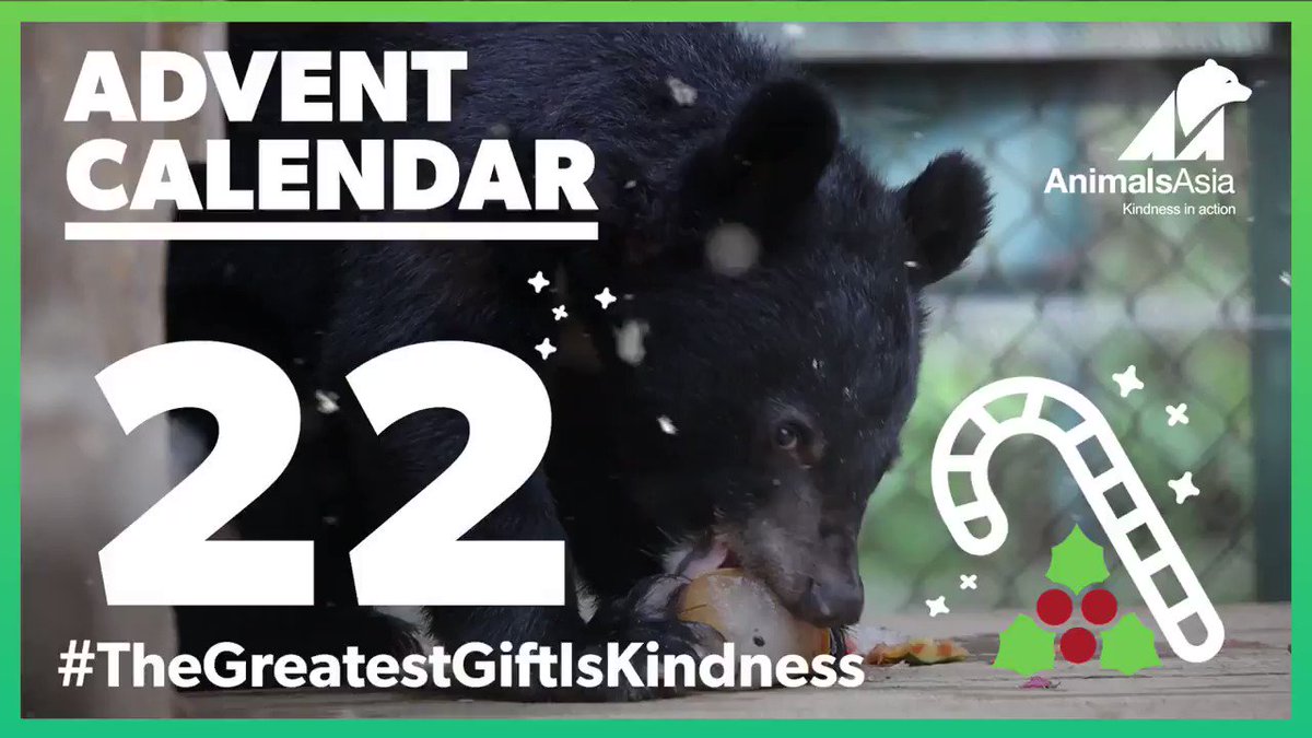 We're so glad these two are part of the Animals Asia family now, rather than falling into the perilous world of the wildlife trade. They have each other, and if you sponsor them they could have you too! Sponsor Anh and Em today:
https://t.co/yPT0FQeXIr
#TheGreatestGiftIsKindness https://t.co/uoMklZBL5K