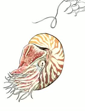 オウムガイのtwitterイラスト検索結果 オウムガイのtwitterイラスト検索結果
