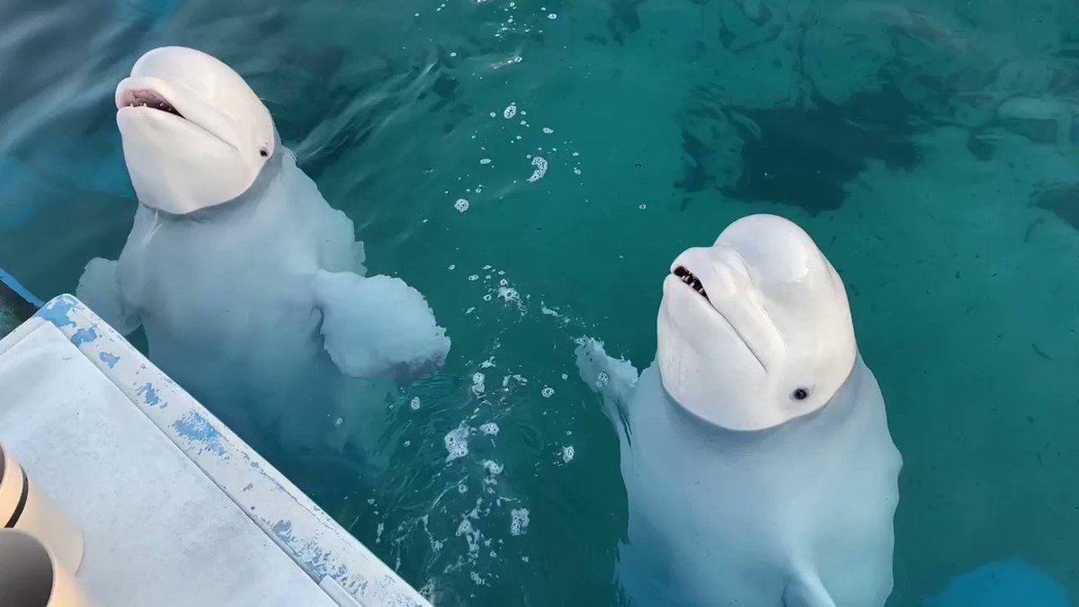 パララ！クルル！プルル！✨ シロイルカたちはクリスマスソングの練習