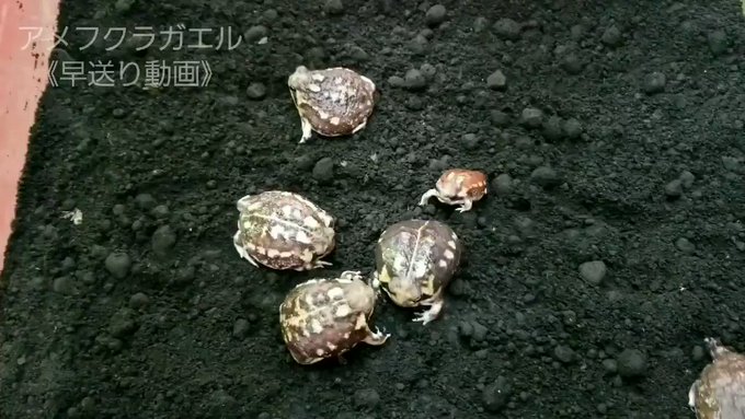フクラガエル ケープ