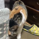 これはしんどいw飛ばされたのかと思うくらい驚きすぎな猫!