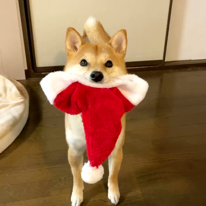 新年を迎える前に身だしなみを整えられる柴犬さんの動画がずっと見ていられる なぜかおしりらへんの毛がのびる Togetter