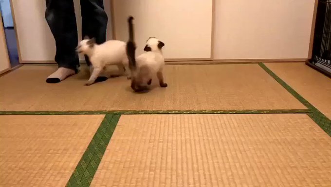 【おちついて】ものすごいいきおいでご飯を食べる猫と犬【動画】のサムネイル画像