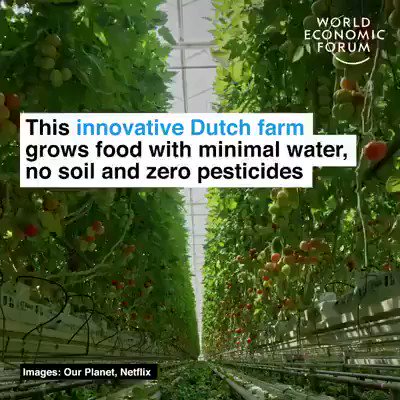 Mike Hudema (@MikeHudema) on Twitter photo 2021-03-01 04:33:02 This innovative Dutch farm grows food with minimal water, no soil and zero pesticides. This is where I find hope. In solutions being implemented all over the world. Lets speed it up. #ActOnClimate #climatesolutions #GreenNewDeal #nature #hope This innovative Dutch farm grows food with minimal water, no soil and zero pesticides. This is where I find hope. In solutions being implemented all over the world. Lets speed it up. #ActOnClimate #climatesolutions #GreenNewDeal #nature #hope