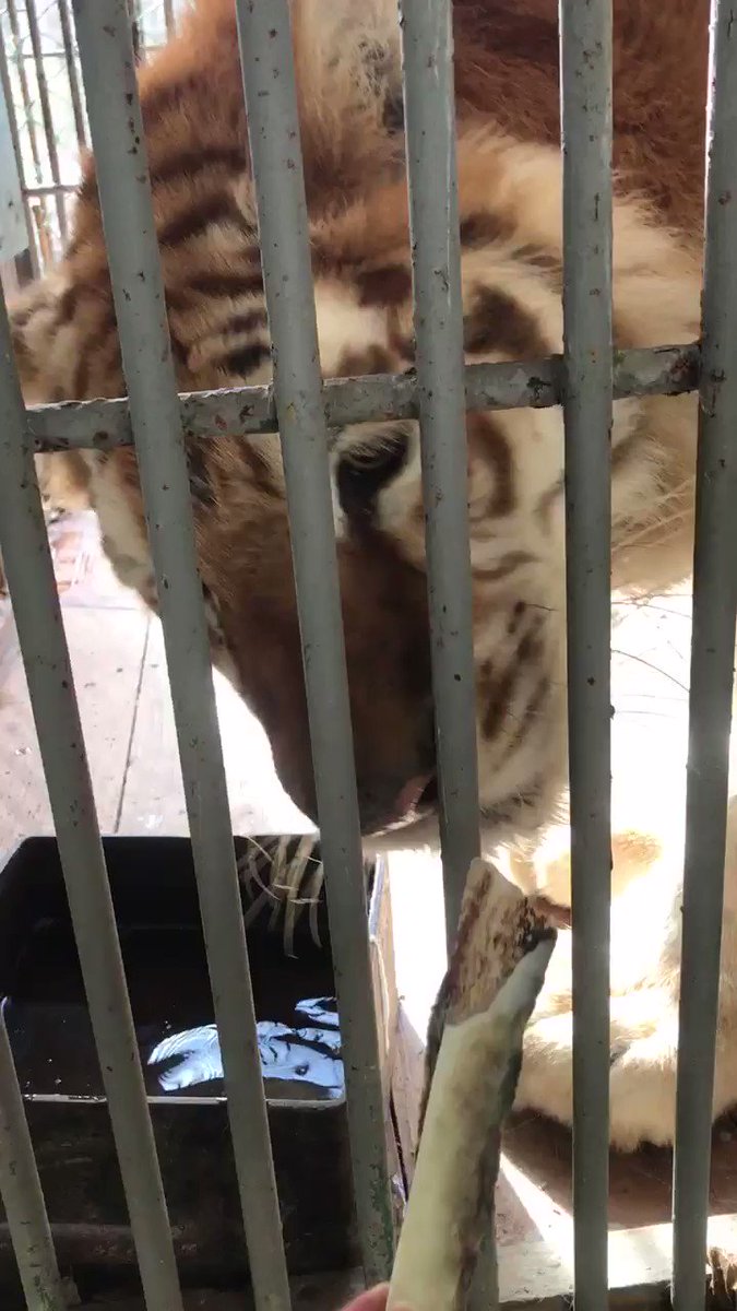 【那須サファリパーク】牛骨をもらったトラのボルタに訪れた悲劇とは…？のサムネイル画像