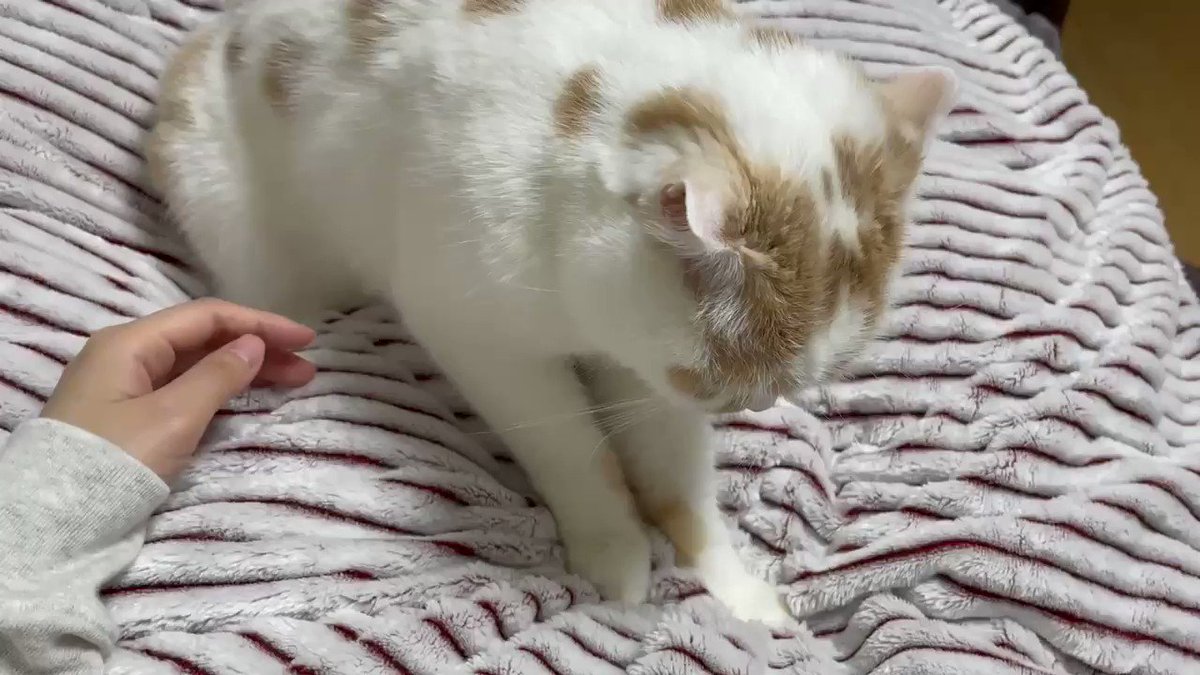 毎朝猫のマッサージで起きる！こんなマッサージなら毎日でも受けたい