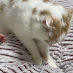 毎朝猫のマッサージで起きる!こんなマッサージなら毎日でも受けたい