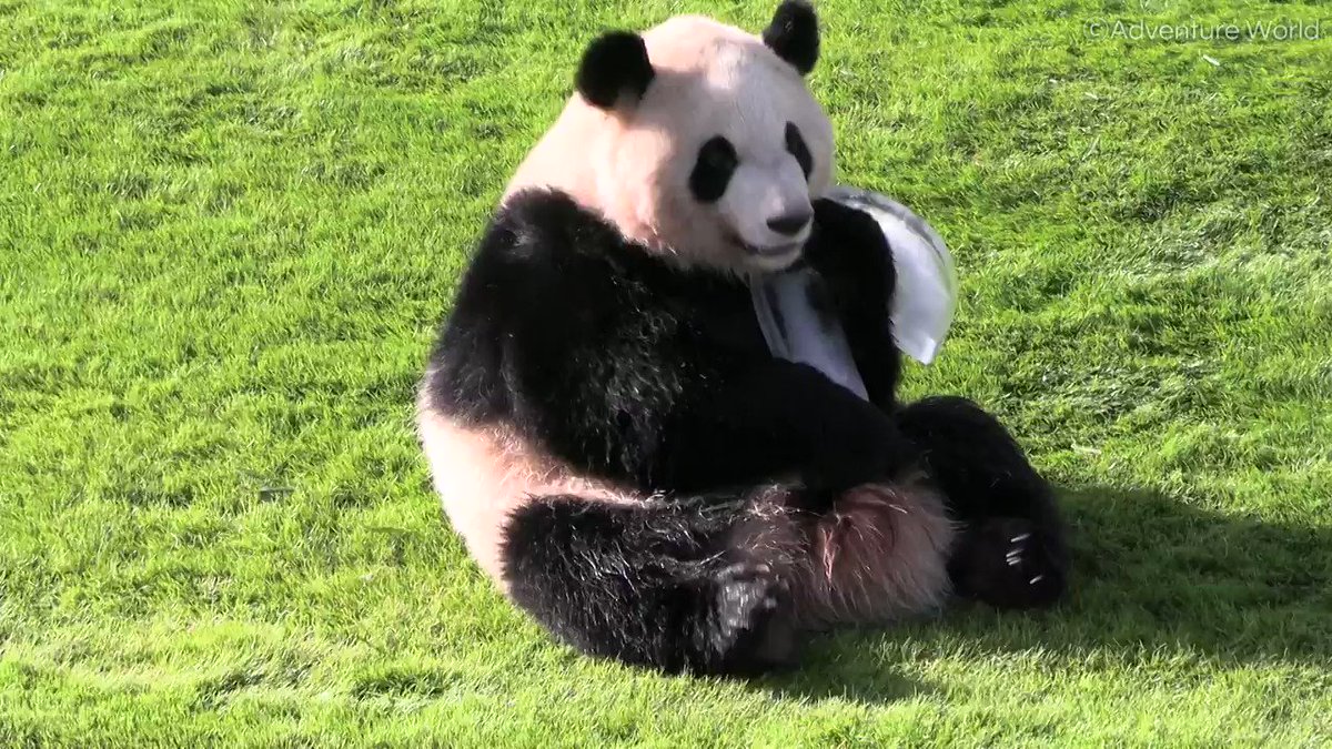 どこで会える ジャイアントパンダのいる日本の動物園 Skyticket 観光ガイド