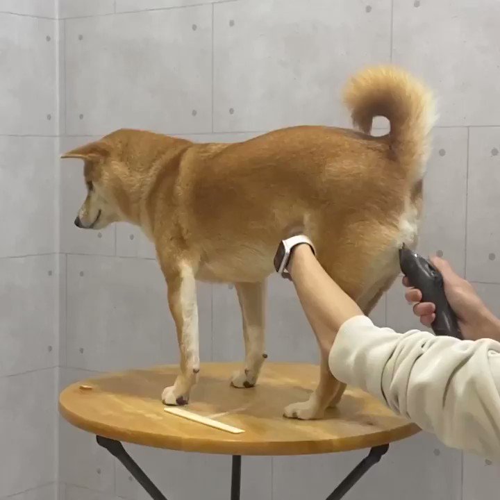 新年を迎える前に身だしなみを整えられる柴犬さんの動画がずっと見ていられる なぜかおしりらへんの毛がのびる Togetter