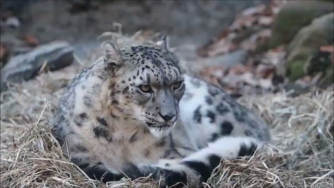 귤자 さん がハッシュタグ 多摩動物公園 をつけたツイート一覧 1 Whotwi グラフィカルtwitter分析 귤자 さん がハッシュタグ 多摩動物公園 をつけたツイート一覧 1 Whotwi グラフィカルtwitter分析