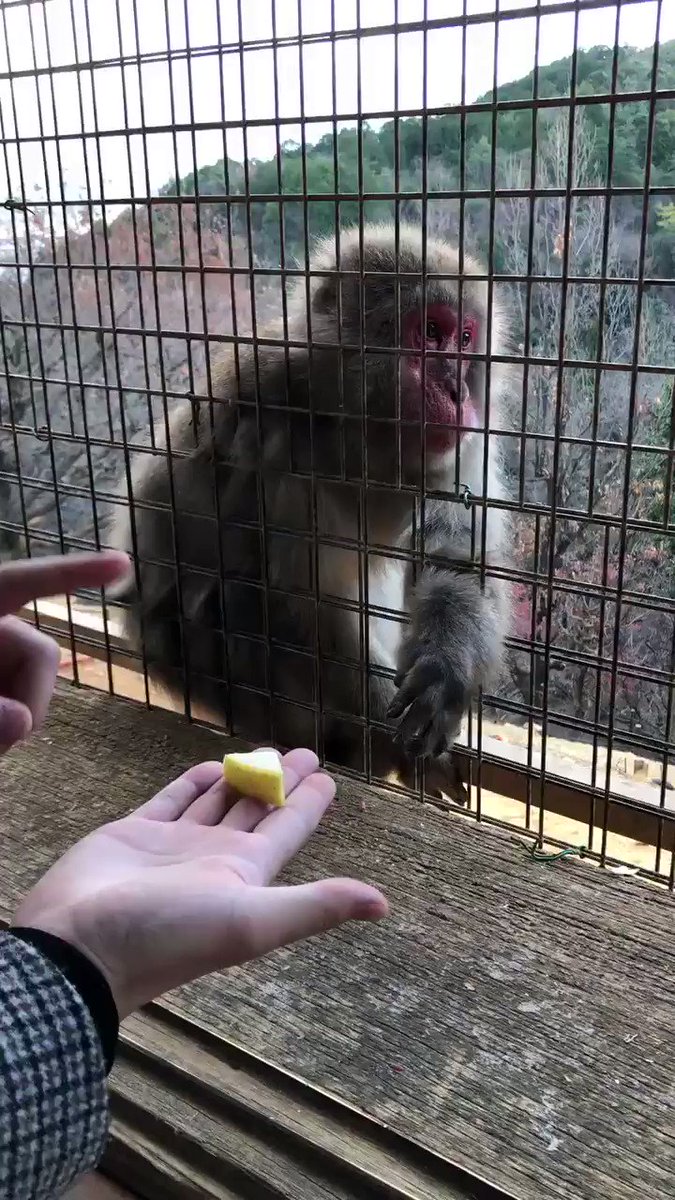 嵐山のサルにマジックを披露した結果？リアクションが凄いwww