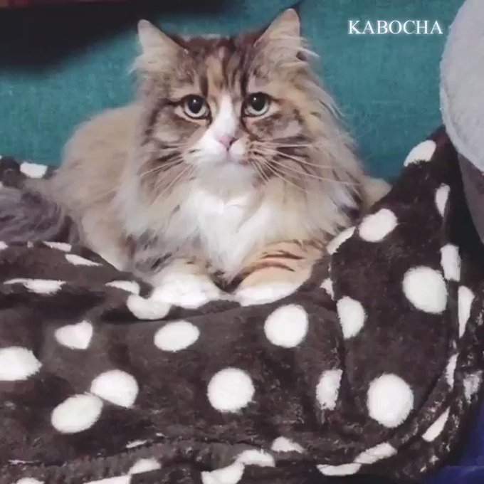 猫ふみふみ動画のtwitterイラスト検索結果 猫ふみふみ動画のtwitterイラスト検索結果