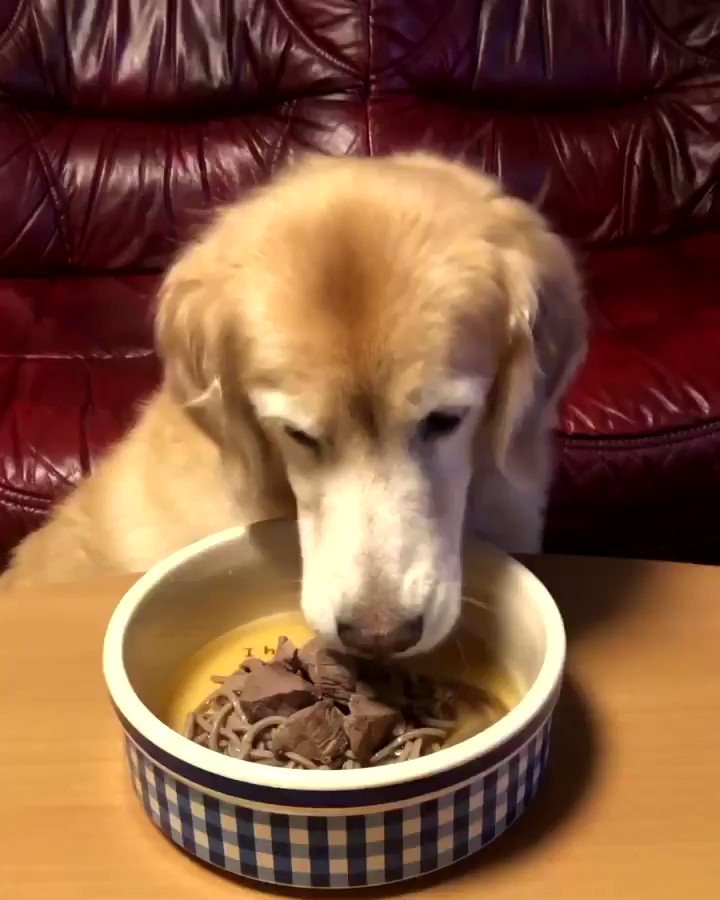 わさびちゃんち (@jessiepon) / Posts / X