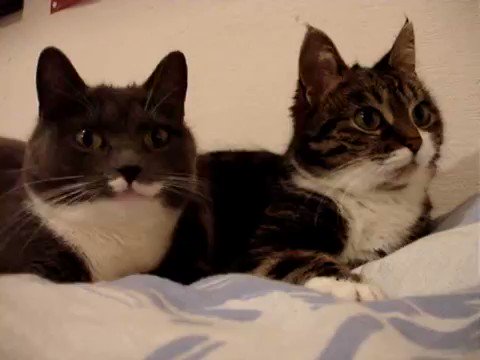 猫同士で会話してる？！なにか確実に話してる。何話してるんだろう