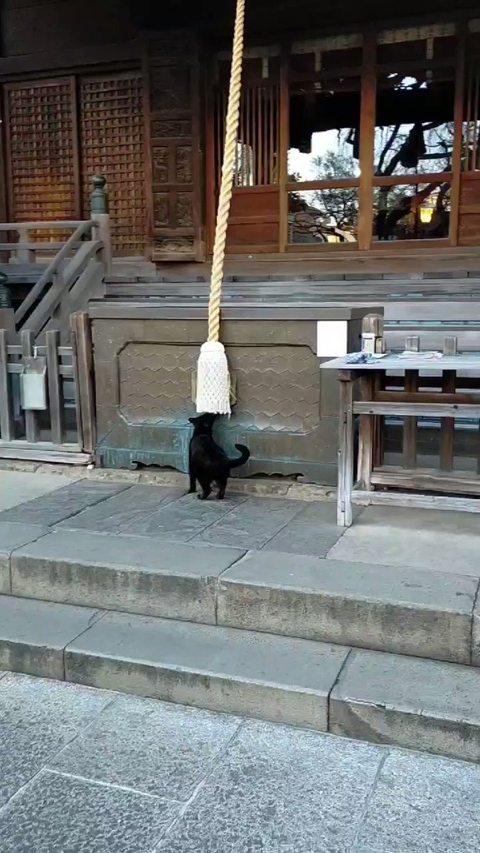【動画】神社で初詣する信心深い黒猫、現れるのサムネイル画像