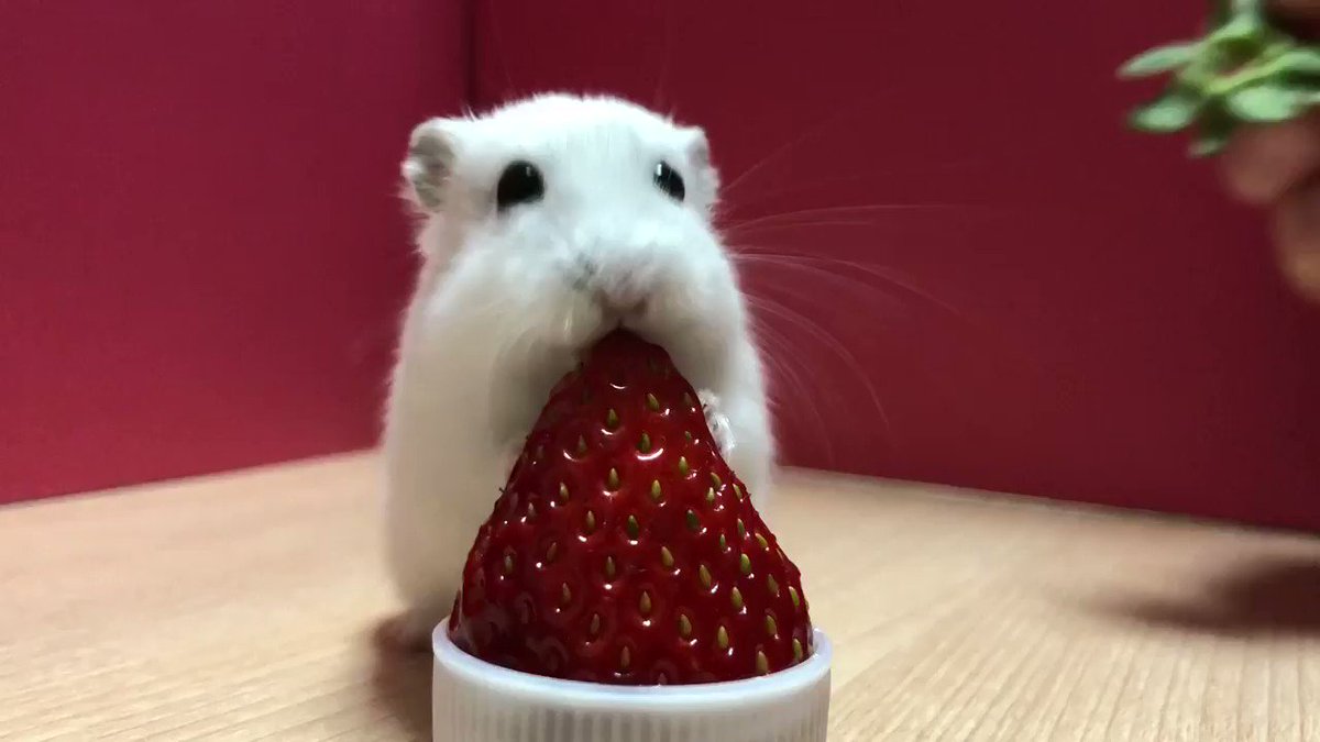 トロさんの人気ツイート ついふぁん トロさんの人気ツイート ついふぁん