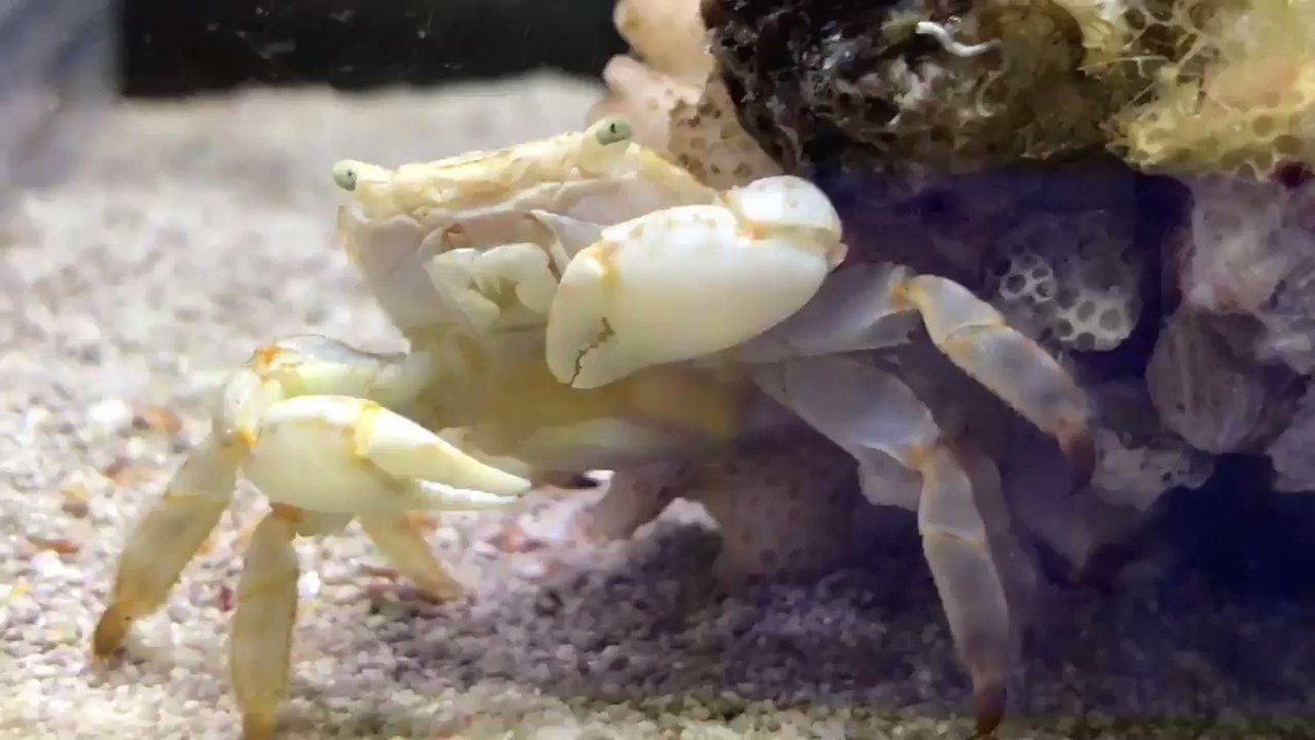 カニ 海に浮かぶ団地 ソフビ かにです | ソフビ万博
