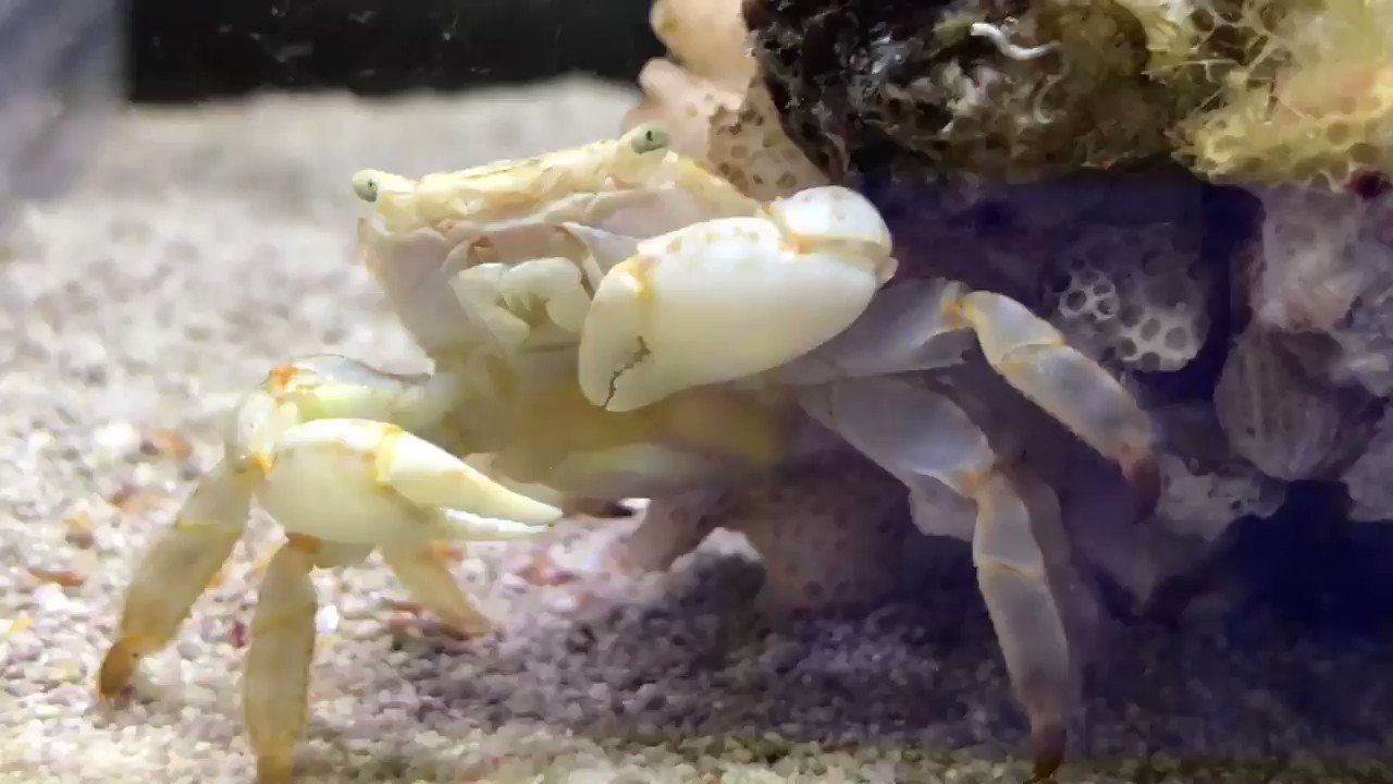すさみ町立エビとカニの水族館 on X: 