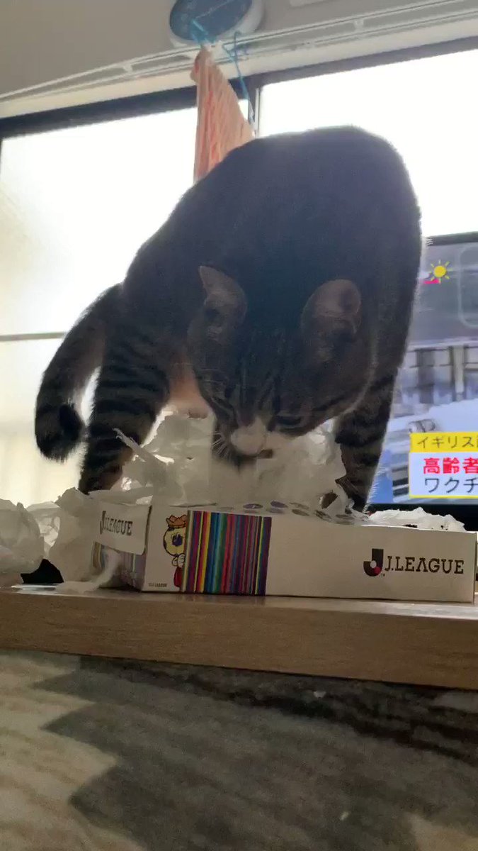 どれだけ悪事を働いても、今の司法では責任能力なしで無罪になるのが猫ですｗｗ