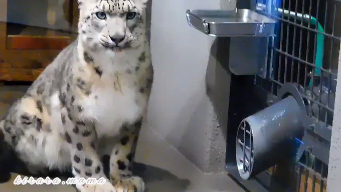 ユキヒョウ の評価や評判 感想など みんなの反応を1週間ごとにまとめて紹介 ついラン