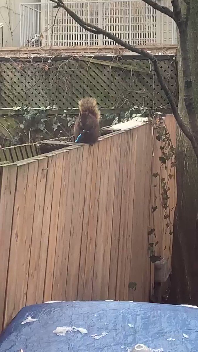 So apparently knife wielding squirrels are a thing now.... #Squirrels #Toronto #blogto https://t.co/bEDpTqYcS6