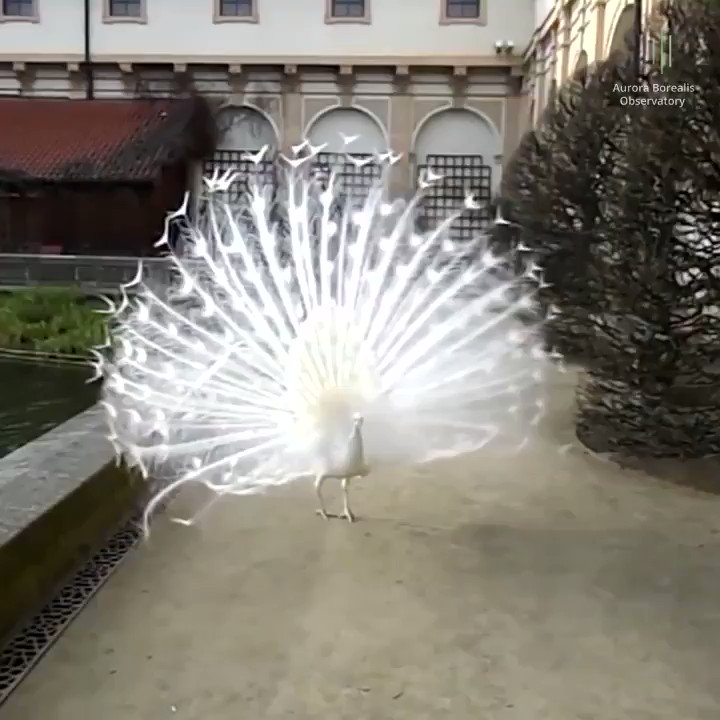 RT @Gabriele_Corno: Very Rare White Peacock Exhibition https://t.co/Gnn7at1cgK