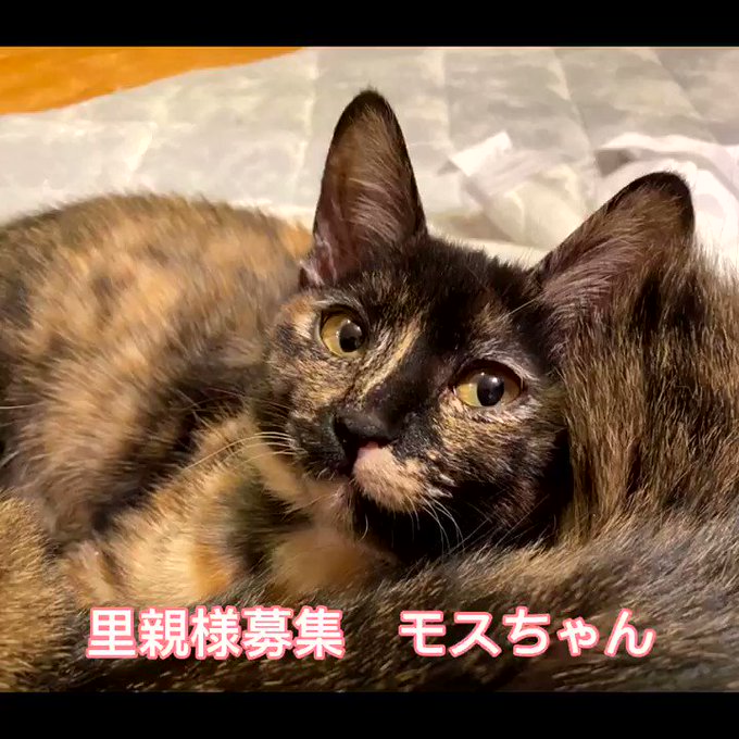 サビ柄のtwitterイラスト検索結果 古い順